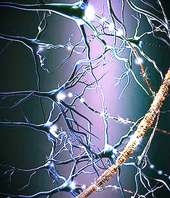 neuronas
